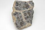 Ammonite (Promicroceras) Cluster - Marston Magna, England #207734-1